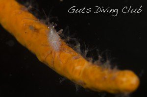 _DST3785