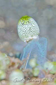 ユキンコボウシガニ